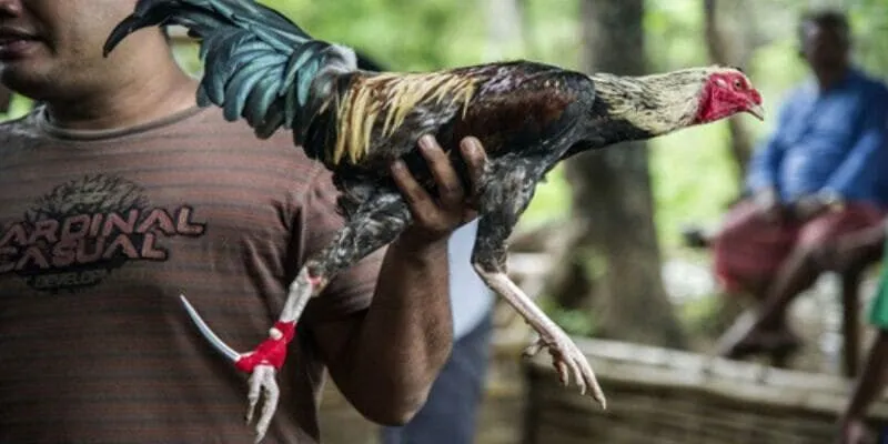 Chia sẻ vài hình thức giúp hội viên trải nghiệm đá gà cựa dao