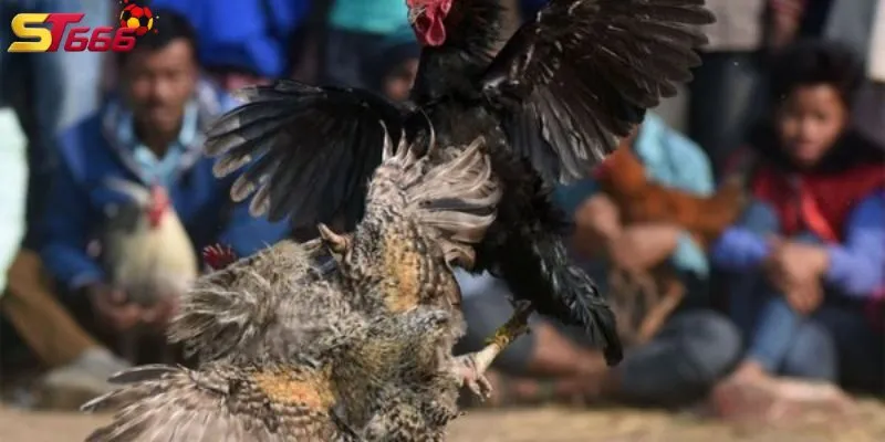 Đá gà campuchia là môn thể thao thú vị