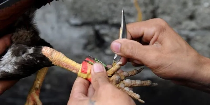 Chia sẻ lý do khiến đá gà cựa dao ở ST666 lại nổi tiếng