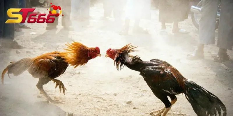 Game tại ST666 cung cấp môi trường giải trí minh bạch và uy tín