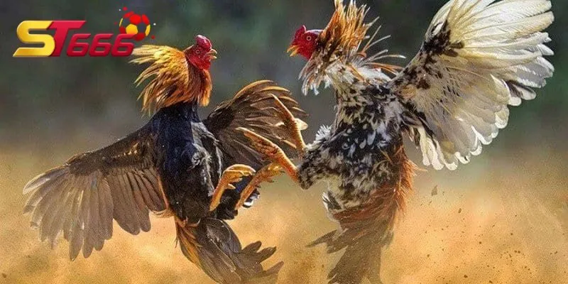 Đá gà Peru đang rất được yêu thích tại nhà cái ST666