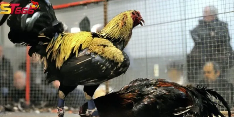 Không cần phải đến trực tiếp trận đấu để cá cược đá gà