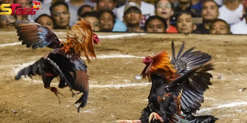 Mỗi loại đều có ưu và nhược điểm riêng, tuy nhiều đều thú vị