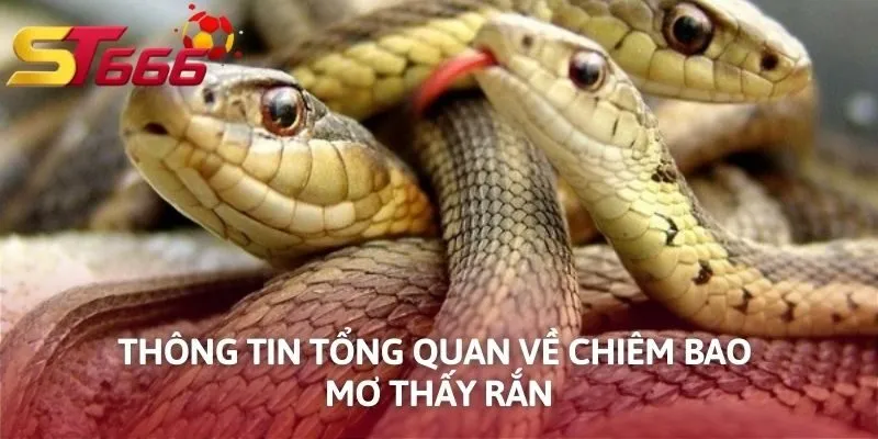 Thông tin tổng quan về chiêm bao mơ thấy rắn