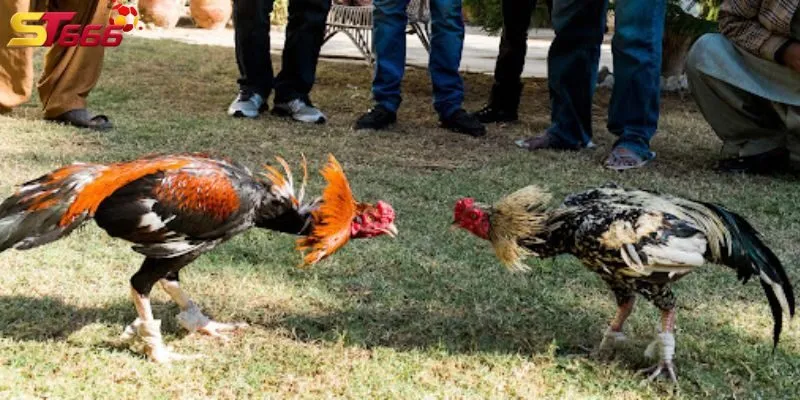 Thường trận đấu sẽ có ít kết quả hoà xảy ra